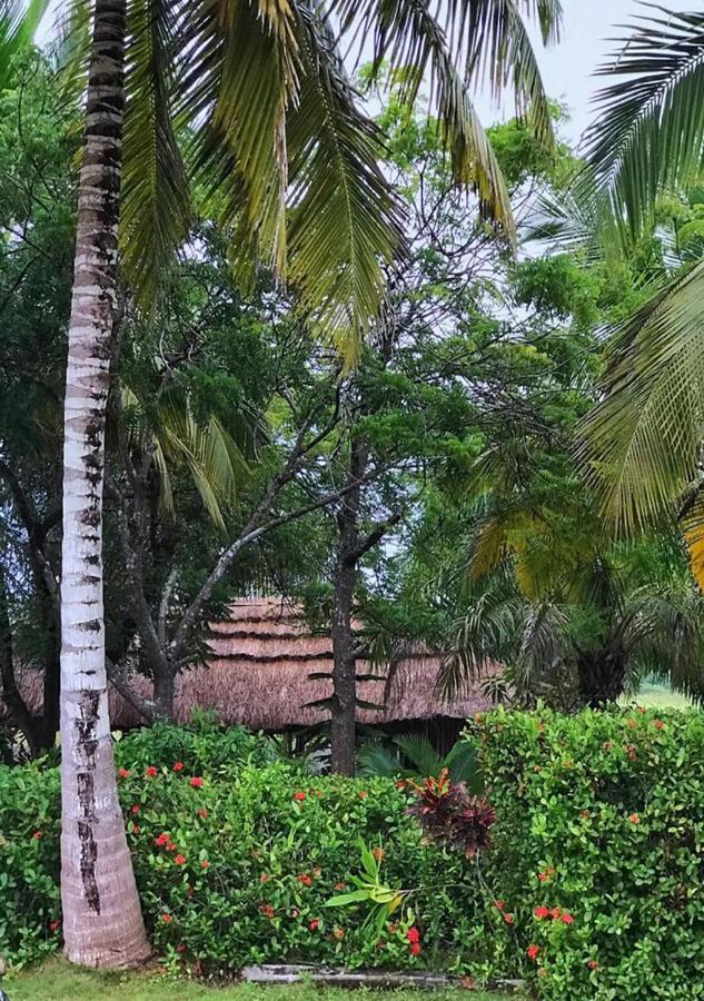 Ampeni Twitter Paradise المظهر الخارجي الصورة