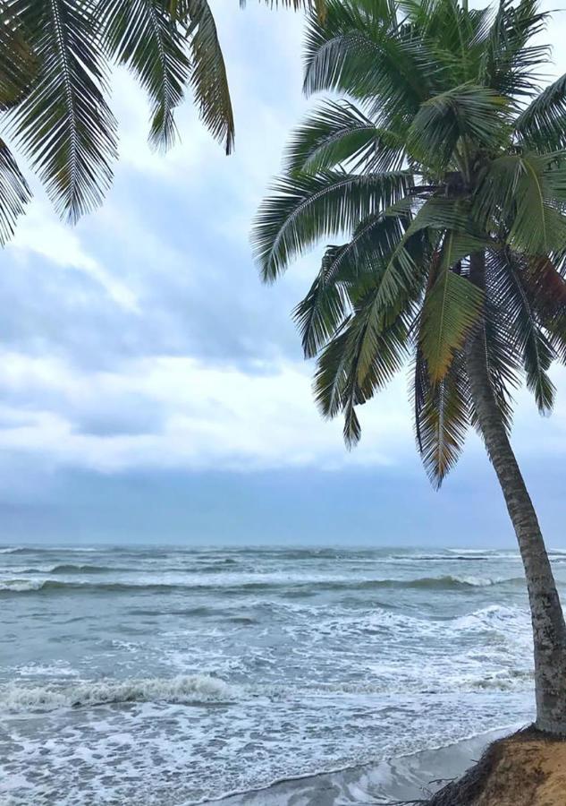 Ampeni Twitter Paradise المظهر الخارجي الصورة