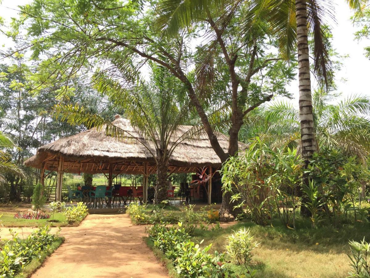 Ampeni Twitter Paradise المظهر الخارجي الصورة